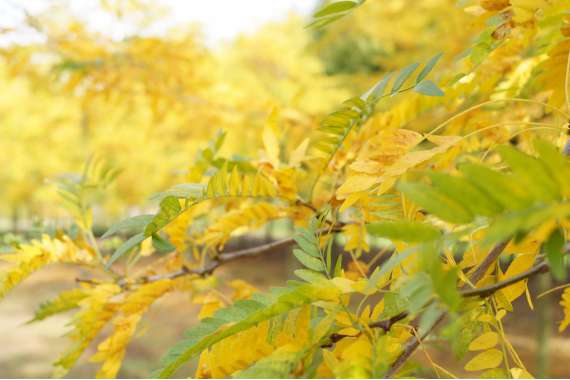 Gleditsia triacanthos'Sunburst' 