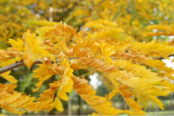 Gleditsia triacanthos'Sunburst' 