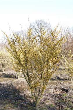 Hamamelis intermedia'Arnold Promise' 