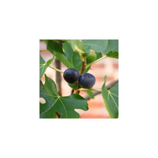 Ficus carica'Morena' 