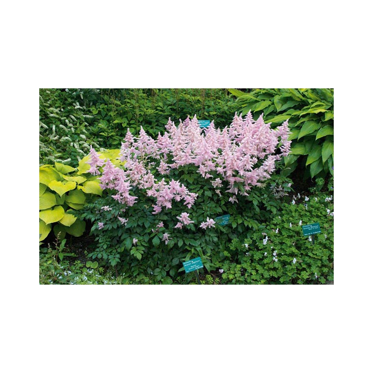 Astilbe japonica'Europa' 