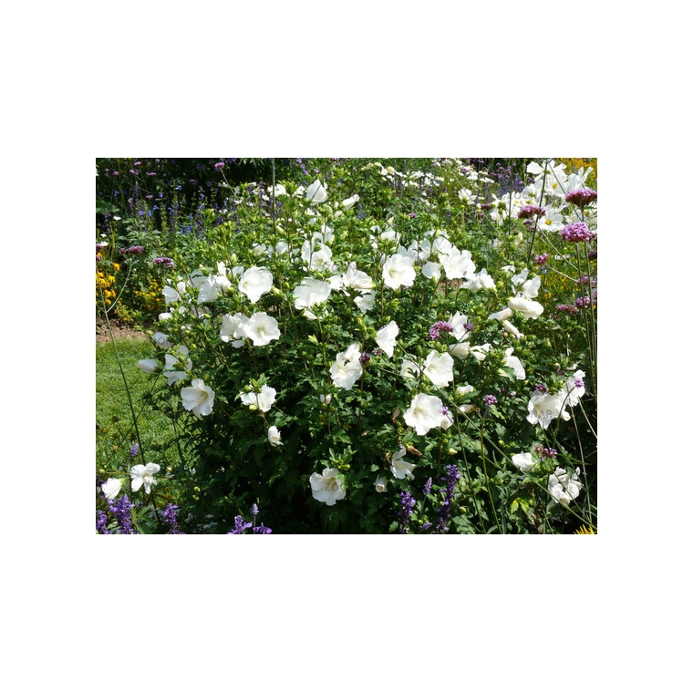 Hibiscus syriacus'Totus Albus' 