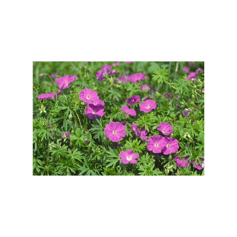 Geranium sanguineum'Elsbeth'