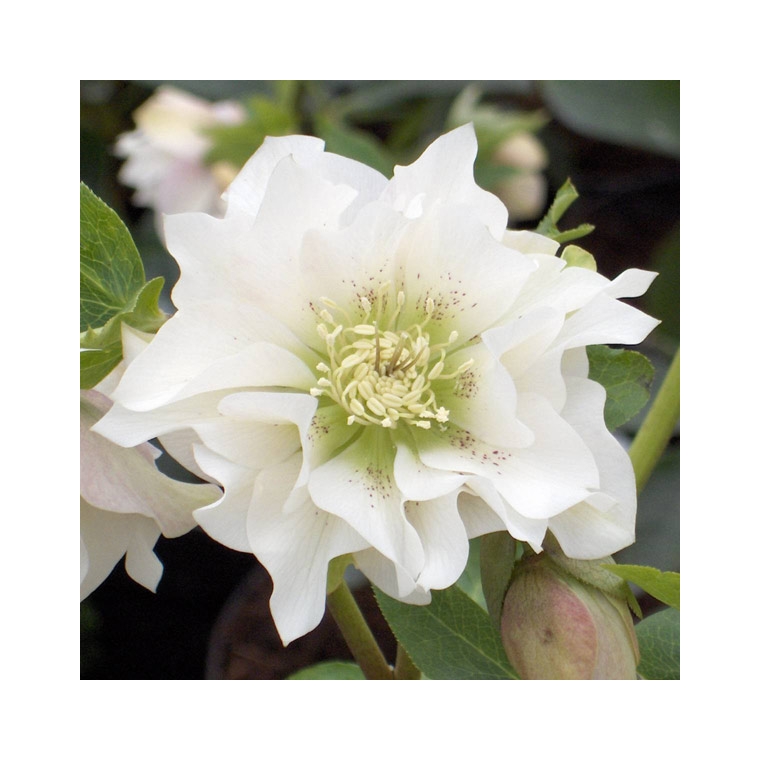 Helleborus orientalis'Pretty Ellen White'