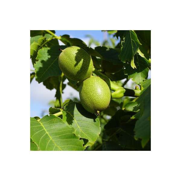 Juglans regia'Plovdivski' 