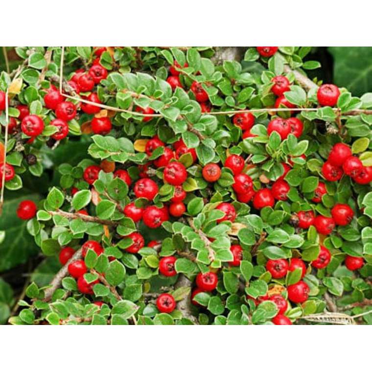 Cotoneaster dammer'Miranda' 