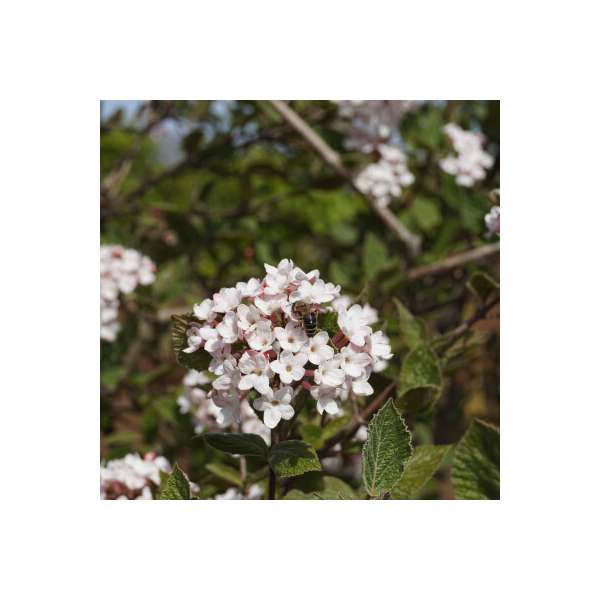 Viburnum carlesii'Aurora' 