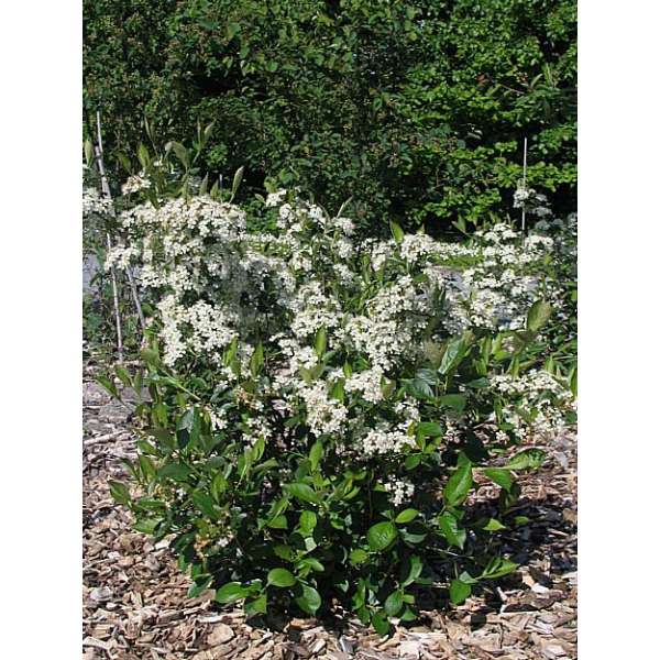 Aronia melanocarpa'Hugin' 