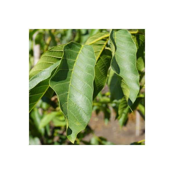 Juglans regia'Bella Maria' 