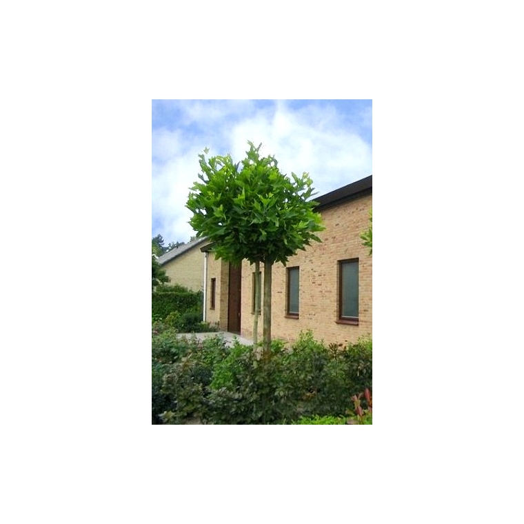 Platanus hispanica'Alphens Globe' 