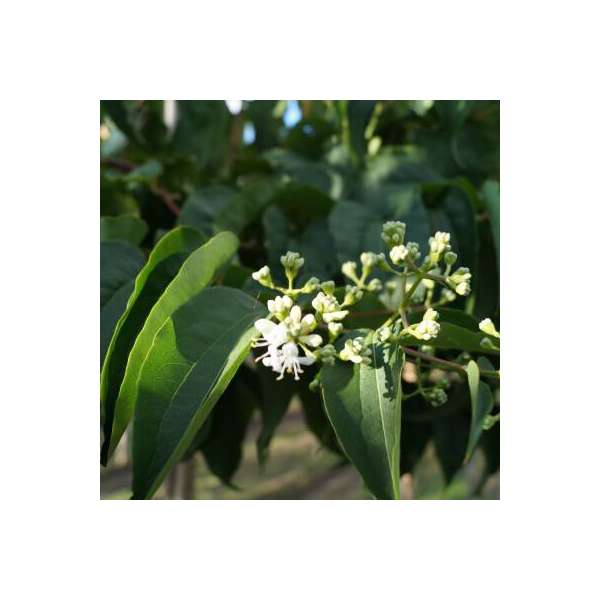 Heptacodium miconioides 