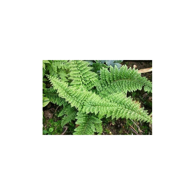 Polystichum setiferum'Plumoso-densum'