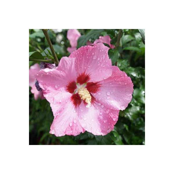 Hibiscus syriacus'Flogi' 
