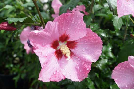 Hibiscus syriacus'aphrodite' 