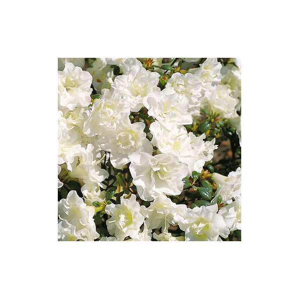 Azalea japonica'Schneeperle' 