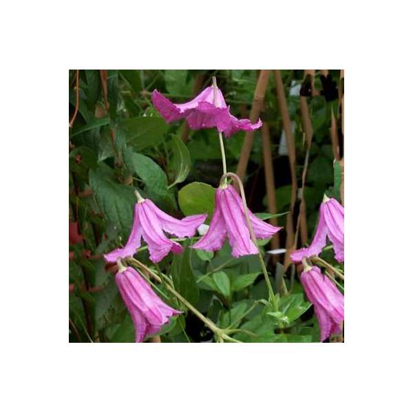 Clematis'Heather Herschell' 
