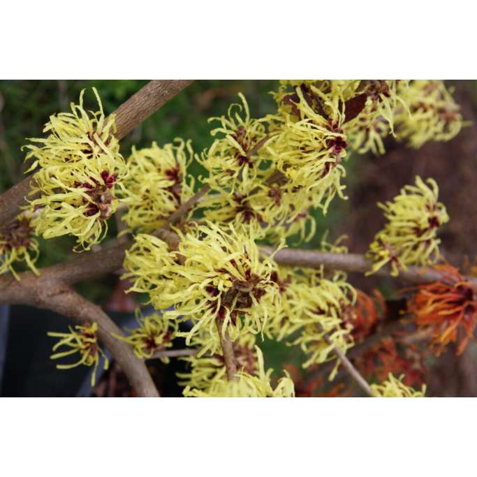 Hamamelis intermedia'Pallida' 