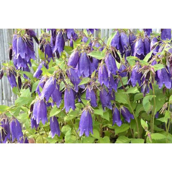 Campanula'Purple Sensation'