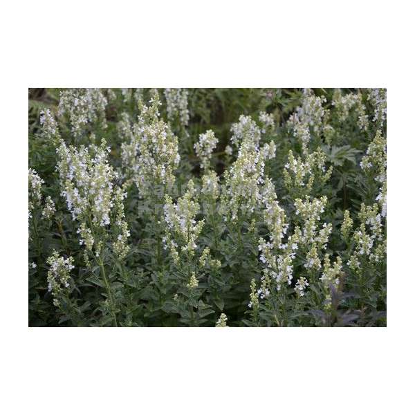 Nepeta nuda'Alba'