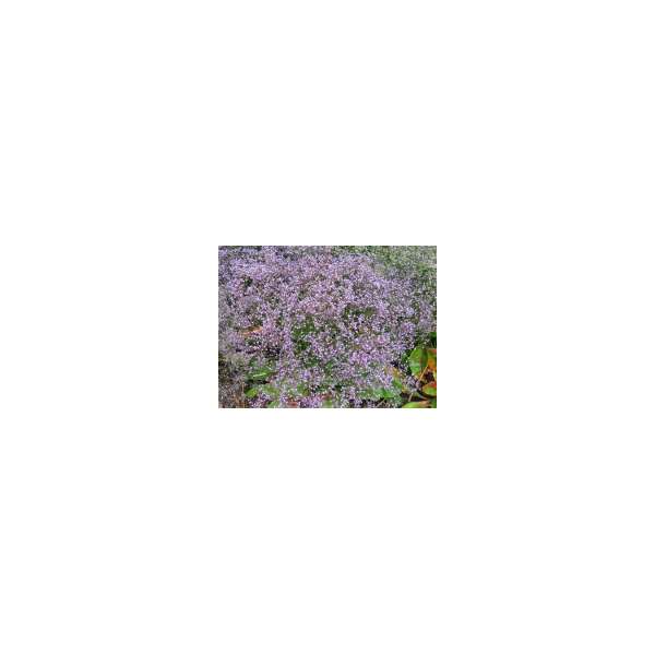 Limonium latifolium'Blauer Diamant'