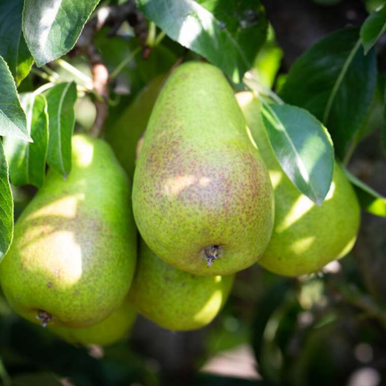 Peer'Bonne Louise d'Avranches' 