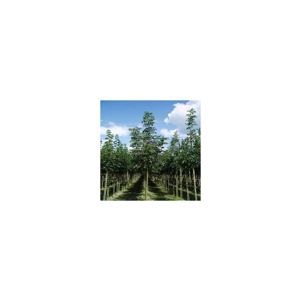 Fraxinus angustifolia'Raywood' 