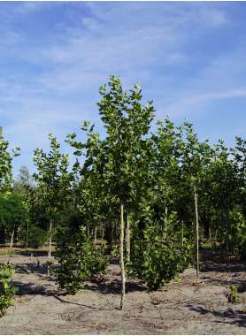 Platanus hispanica'Pyramidalis' 