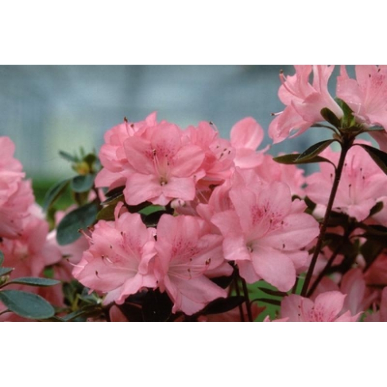 Azalea japonica'Blaauw's Pink' 