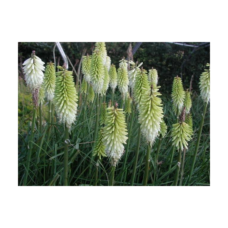 Kniphofia'Ice Queen'