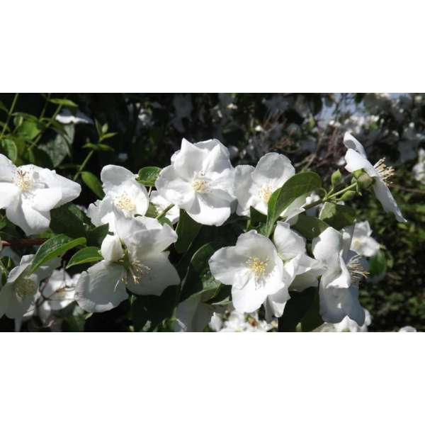 Philadelphus'Natchez' 