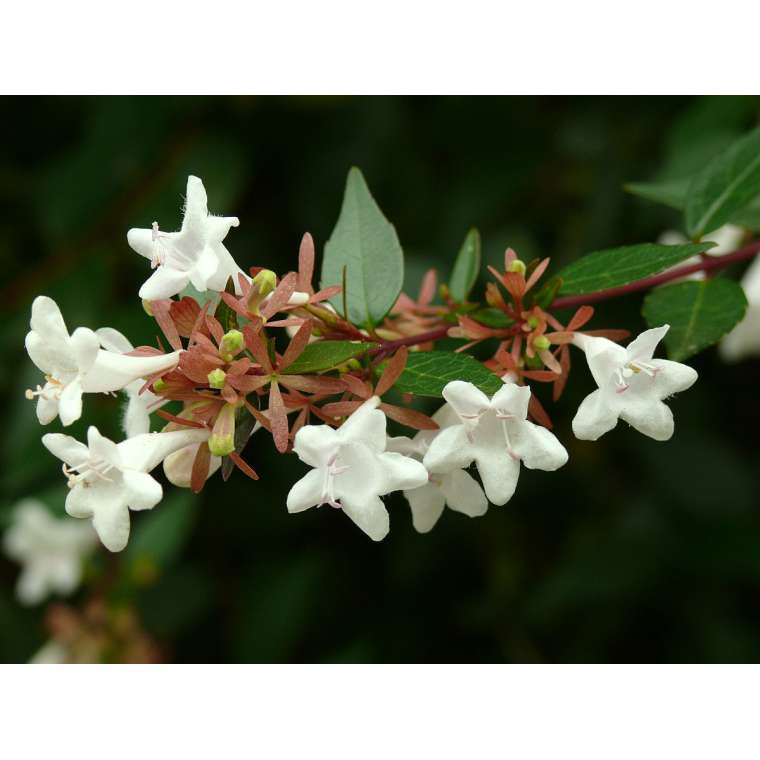 Abelia grandiflora 