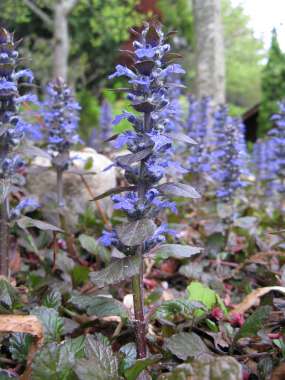 Ajuga reptans 