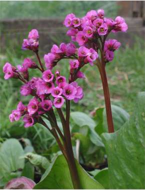 Bergenia cordifolia'Hebrstblüte'