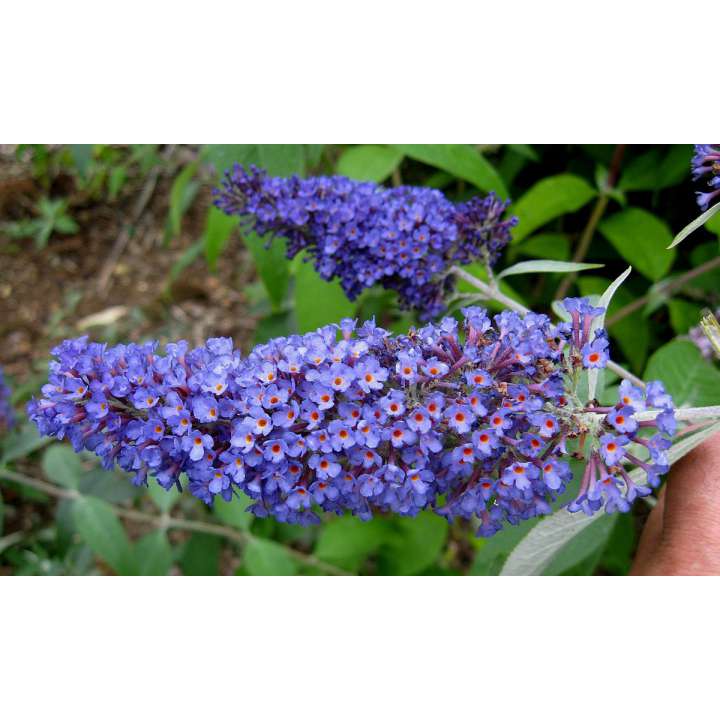 Buddleja davidii'Ellen's Blue' 