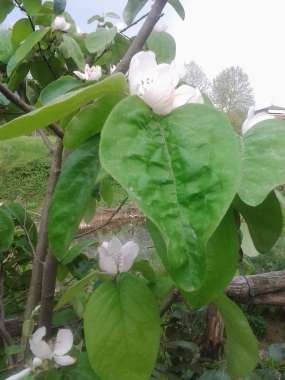 Cydonia oblonga'Leskovacka' 