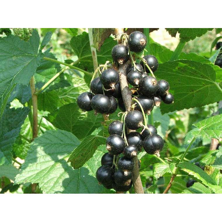 Zwarte bes (Ribes nigrum) 