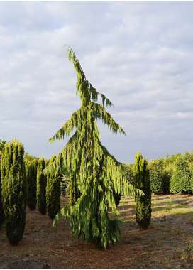 Chamaecyparis nootkatensis'Pendula 