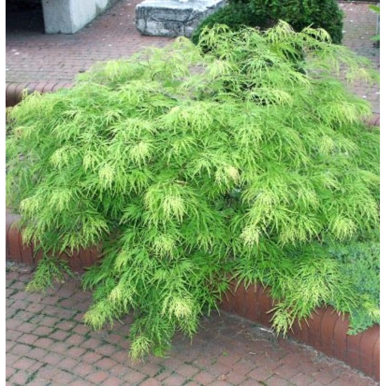 Acer palmatum'Dissectum' 
