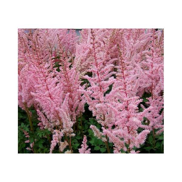 Astilbe arendsii'Mighty Pip'