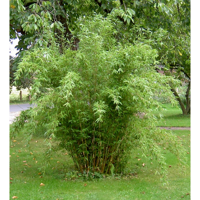 Fargesia denudata'Lancaster' 