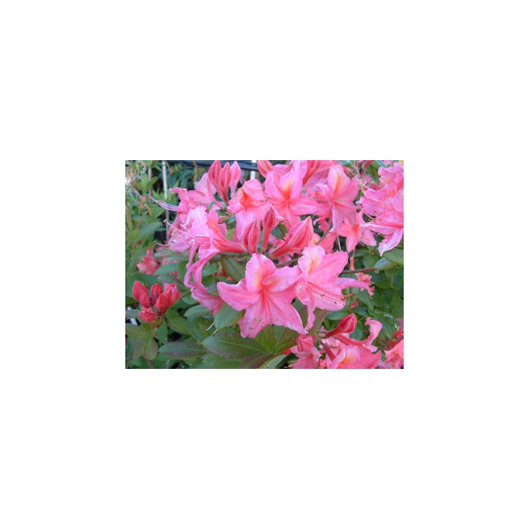Azalea knaphill'Joly Madame' 