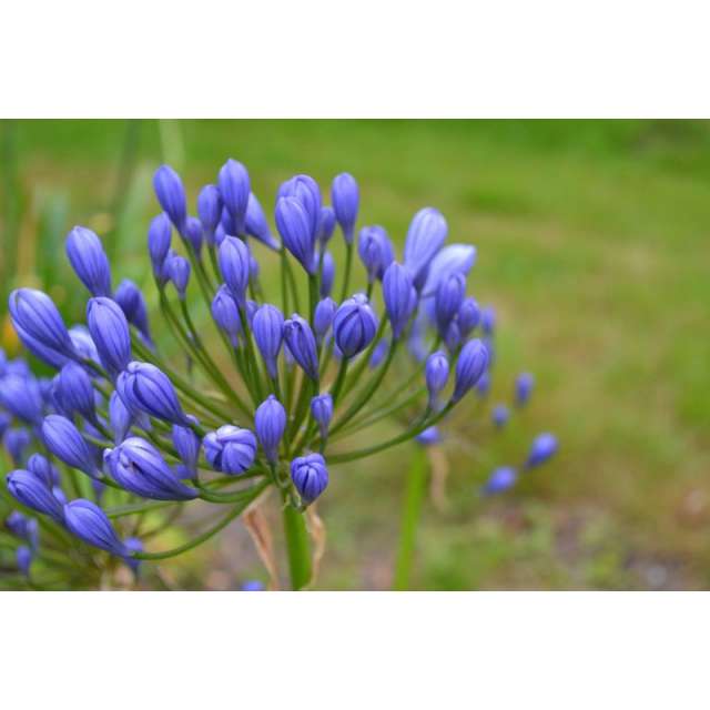 Agapanthus'Flore Pleno' 