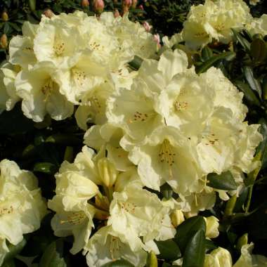 Rhododendron yakushianum'Millennium Gold' 