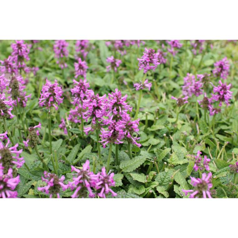 Stachys officinalis'Ukkie'