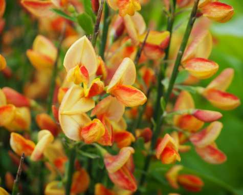 Cytisus'Apricot Gem' 