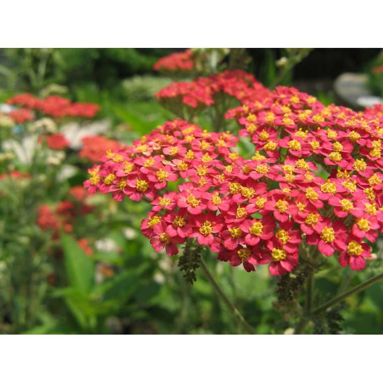Achillea millefolium'New Vintage Red'
