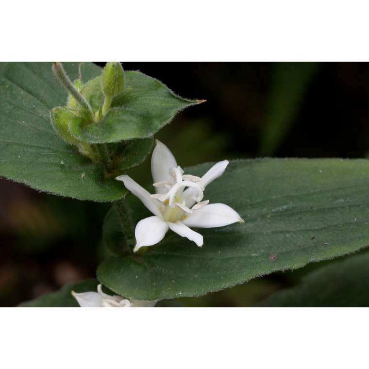 Tricyrtis hirta'Alba'