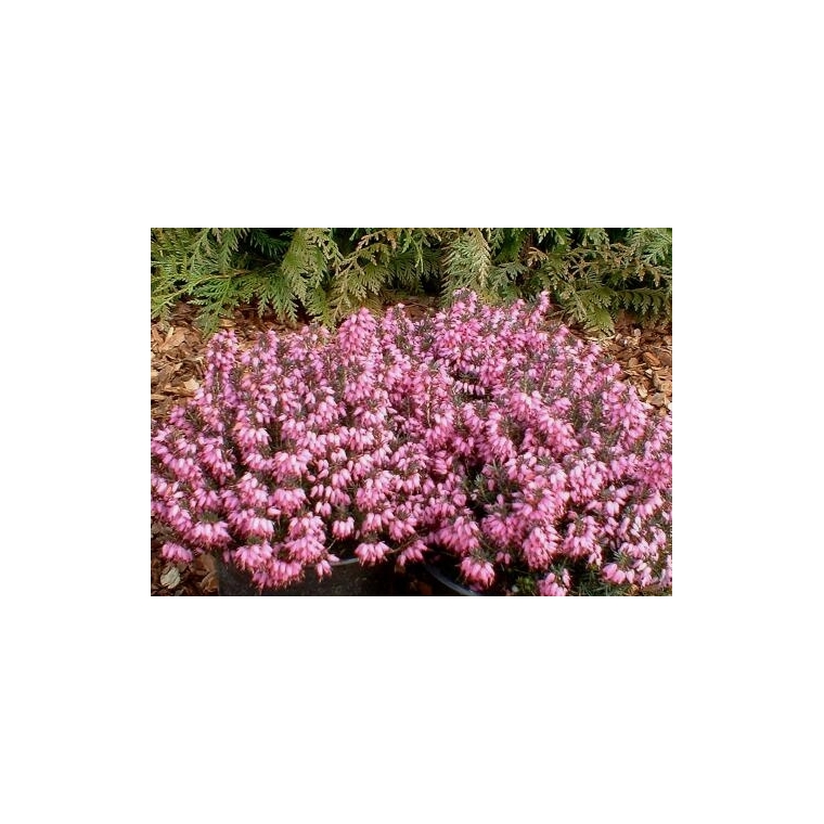 Erica carnea'Rubens Palette' 