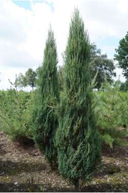 Juniperus scolopendrum'Blue Arrow' 