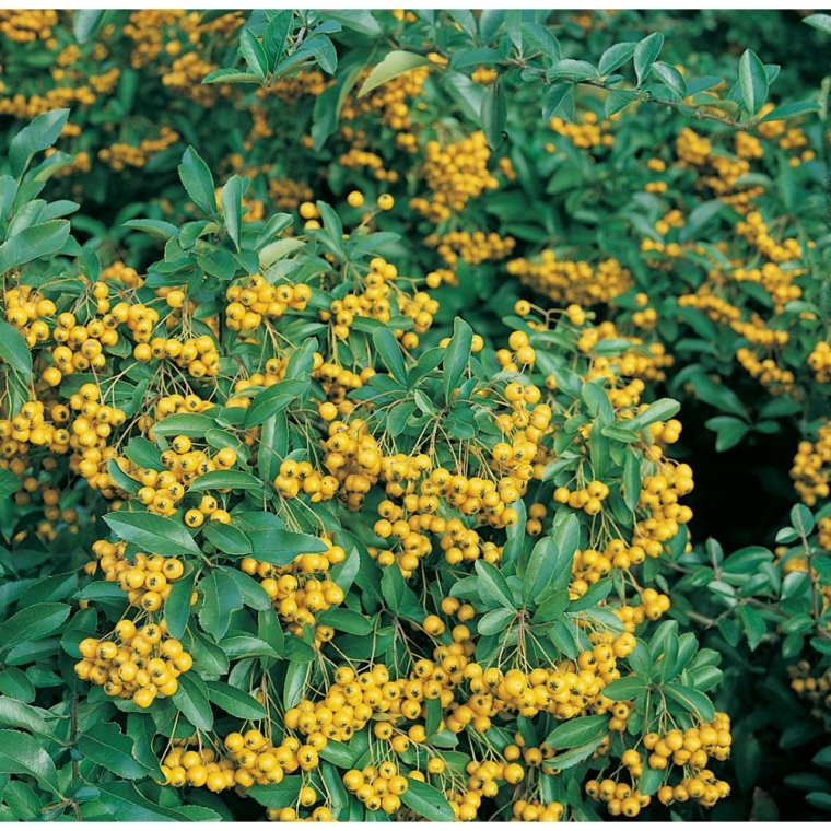 Pyracantha'Soleil d'Or' 